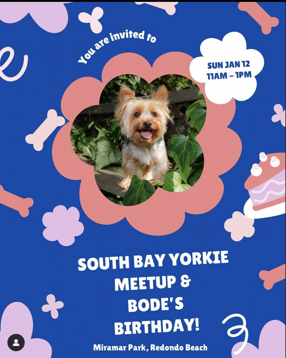 South Bay Yorkie Meet Up